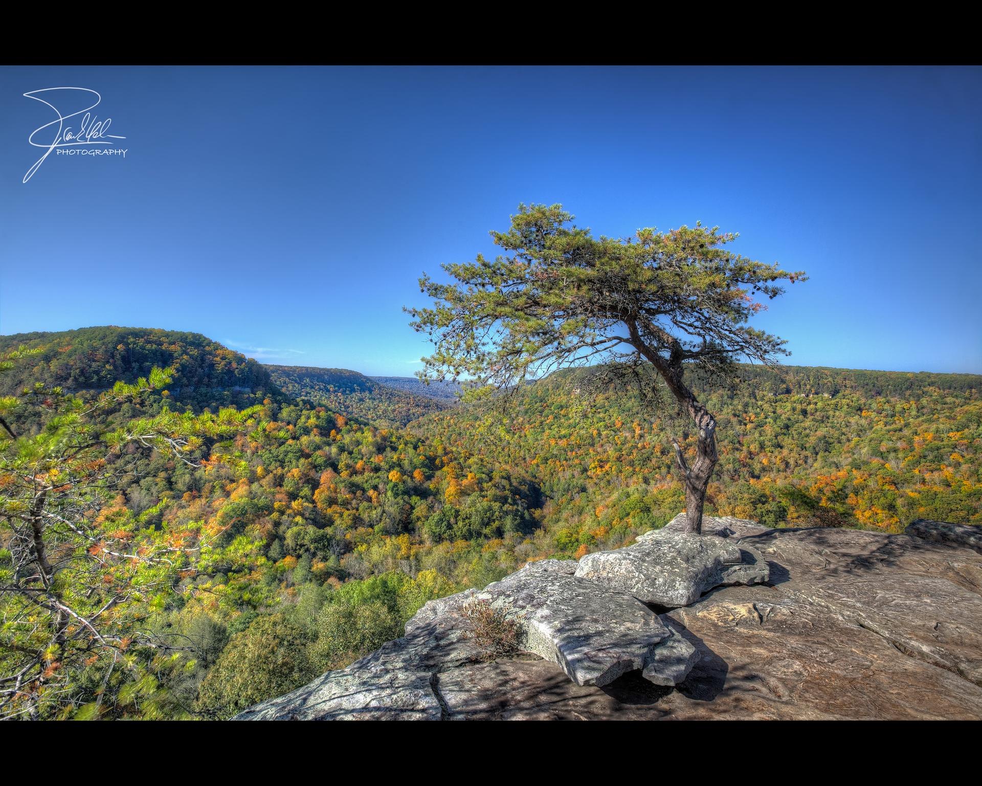 Lone tree on rocky cliff overlooking a vast, colorful autumn forest under blue sky.