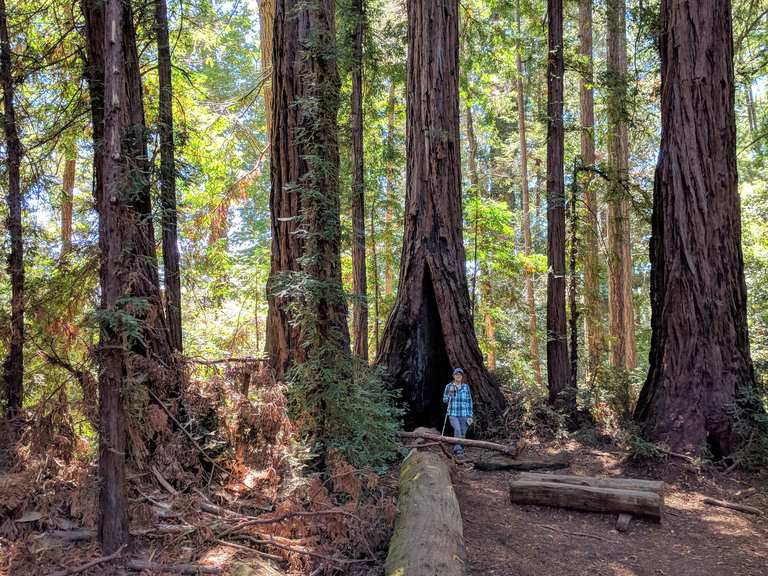 Cathedral Redwoods loop via River Trail — Henry Cowell State Park ...