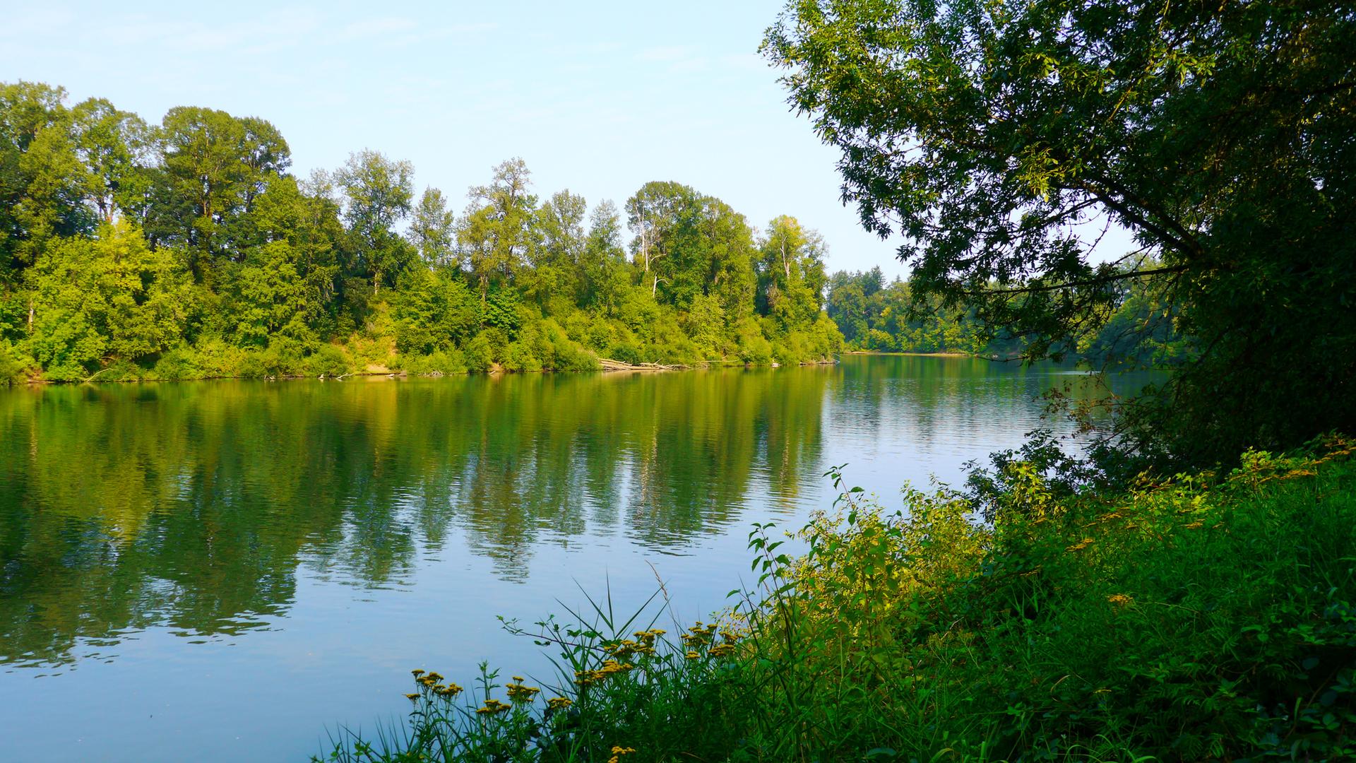 Calm river reflecting lush green trees under a bright sky, with foreground foliage.