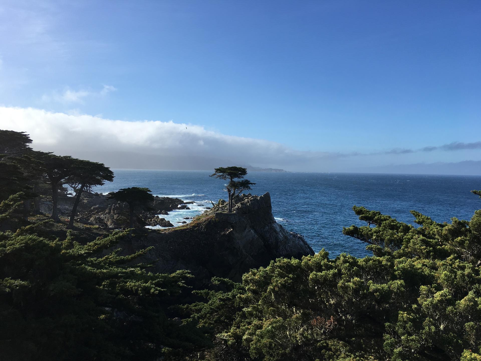 A lone tree stands on a rocky cliff overlooking a vast blue ocean.