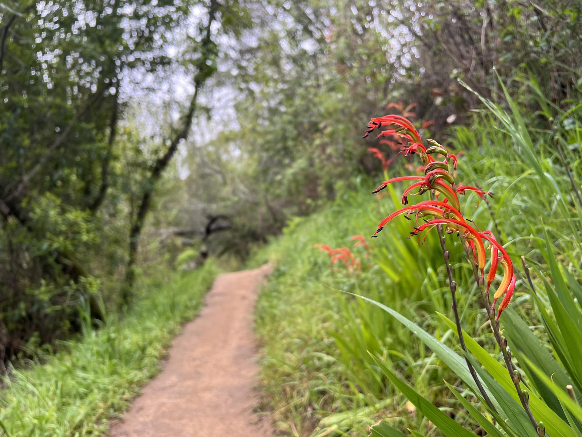 A red flower in foreground next to a dirt path through green woods.