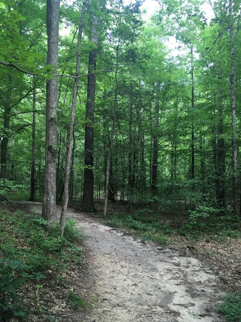A winding dirt path through a dense, green, sun-dappled forest.