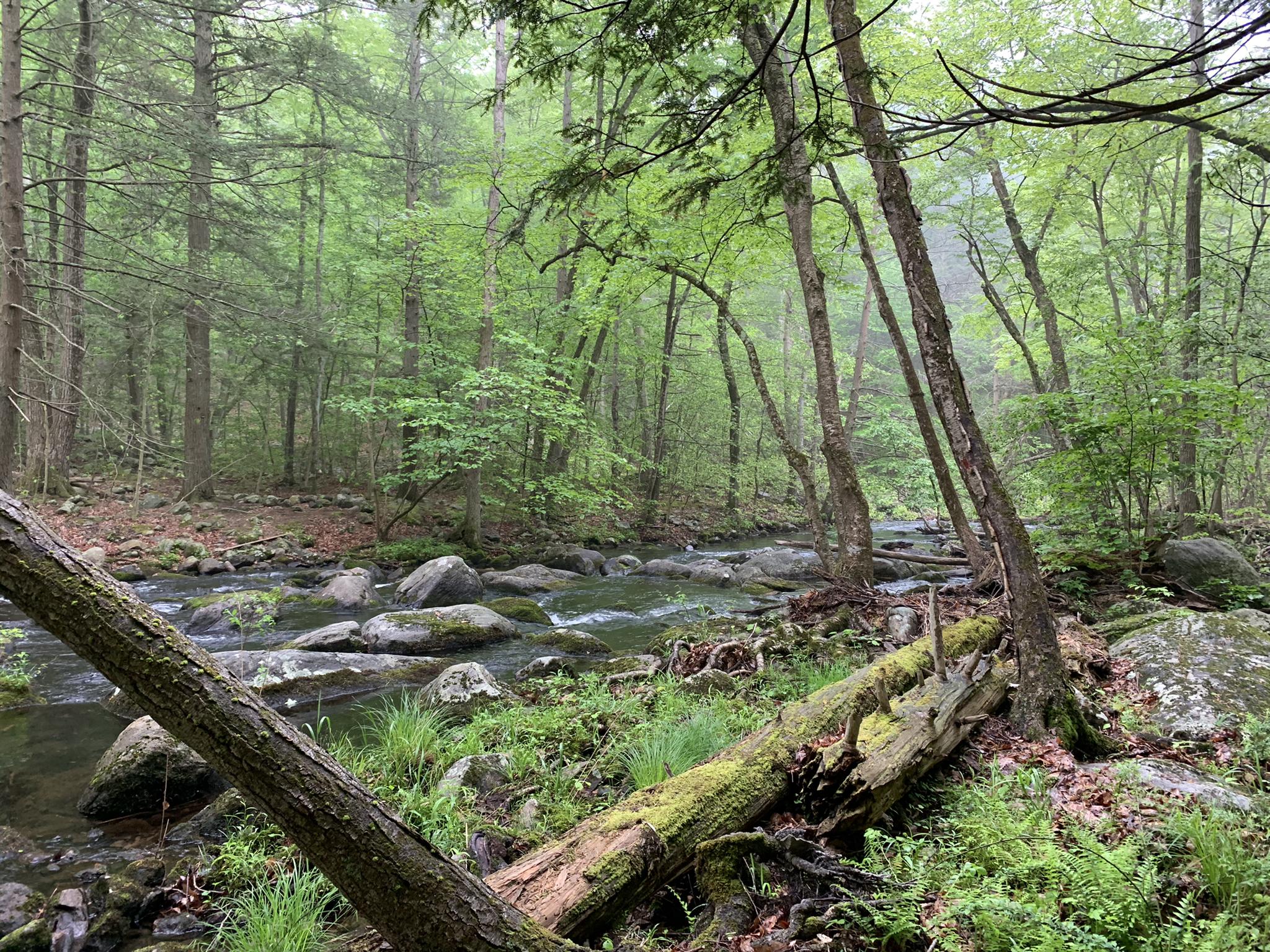 Lush green forest with a rocky stream and mossy fallen logs.