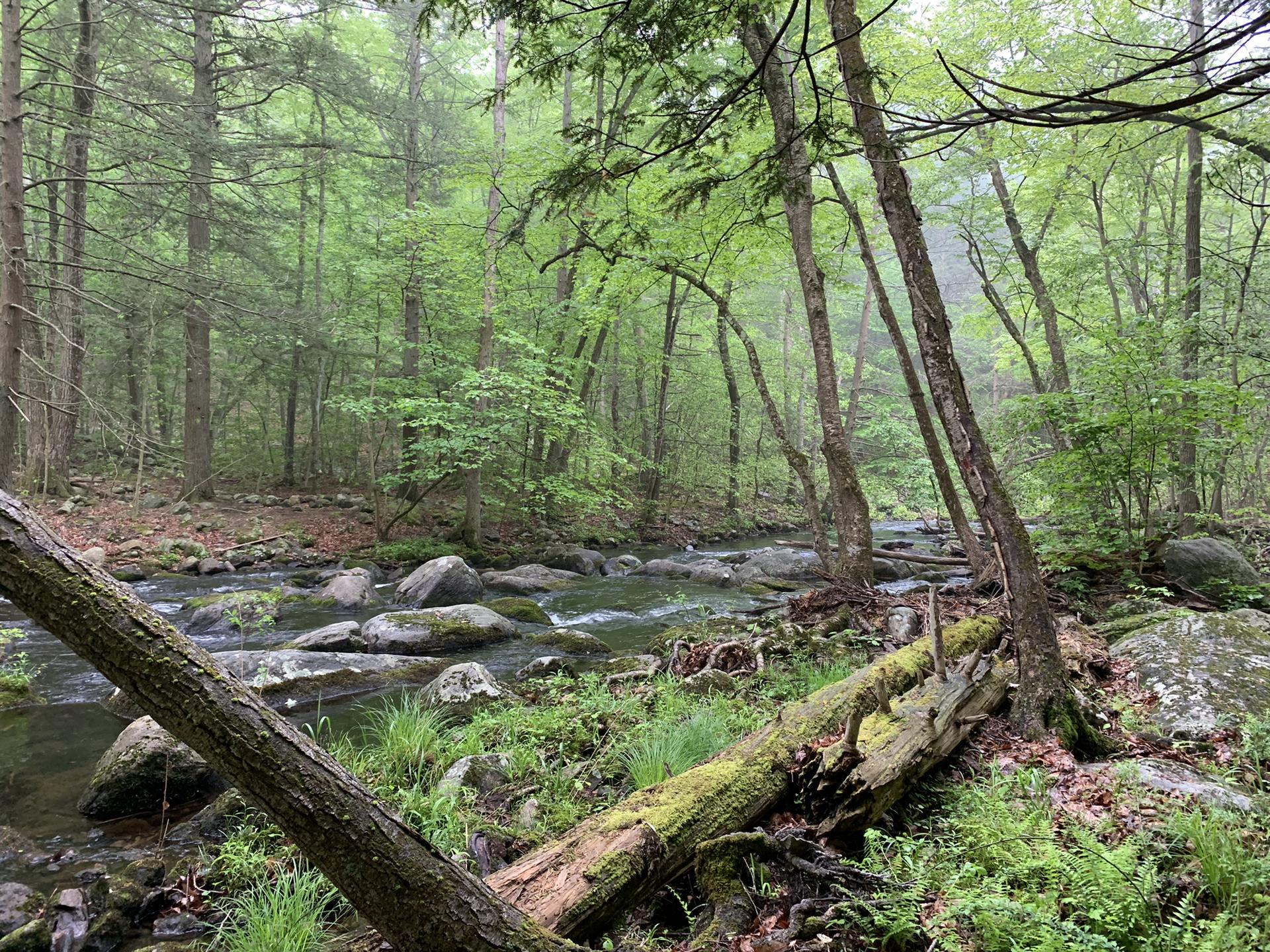Lush green forest with a rocky stream and mossy fallen logs.
