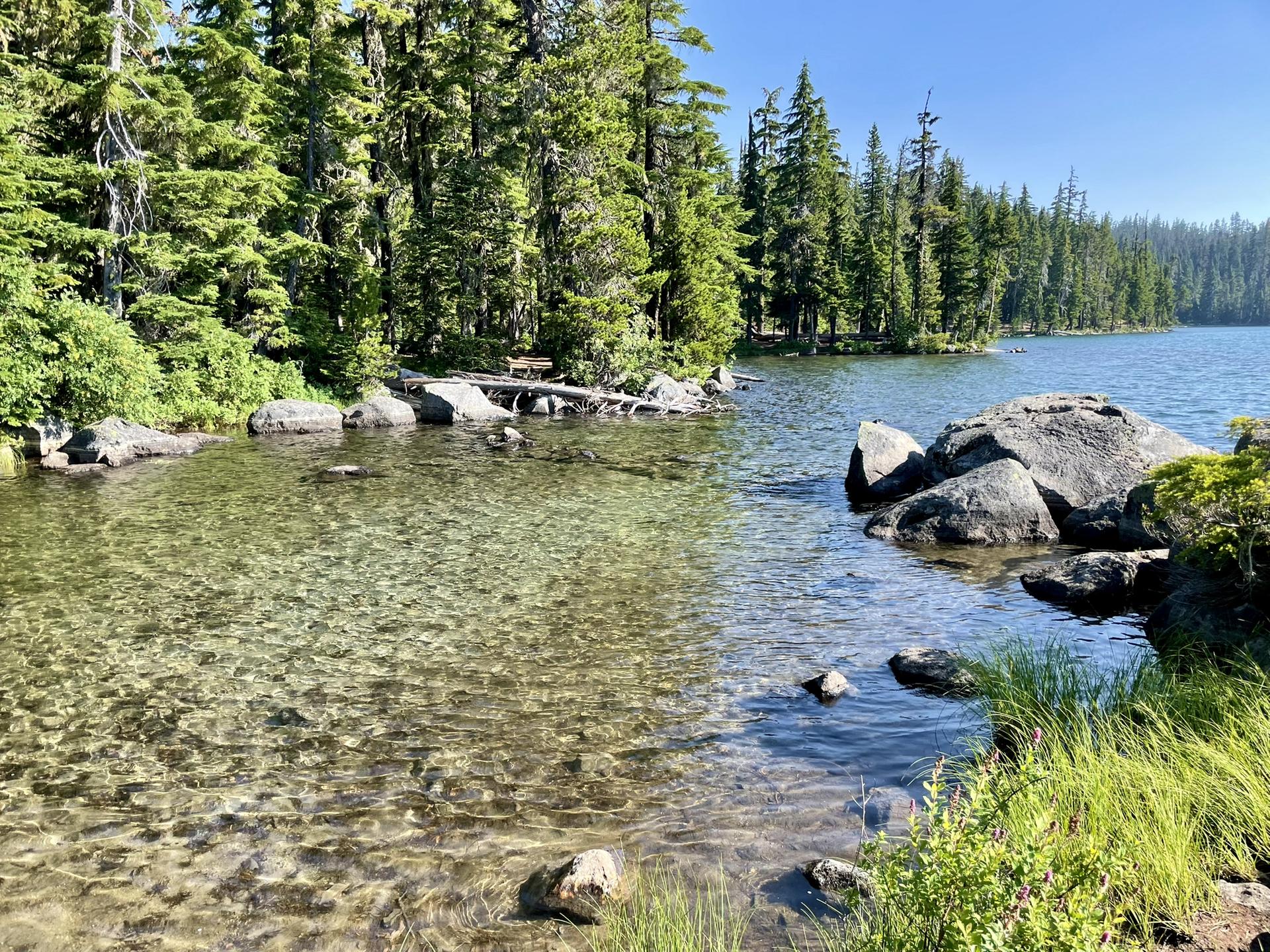 Clear lake water with visible rocks and lush green forest on a sunny day.