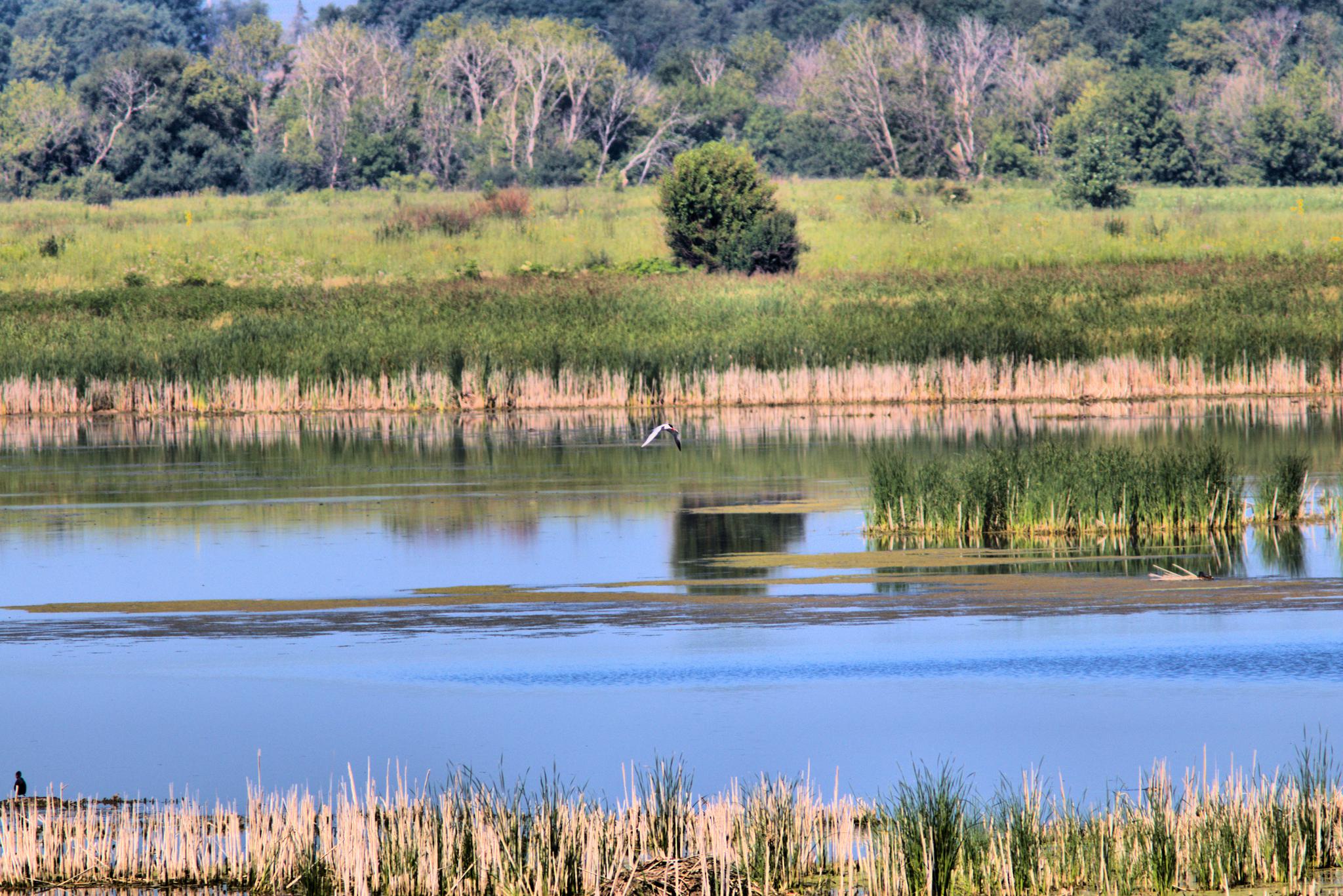 A person stands by a calm lake with reeds, a bird flying overhead.