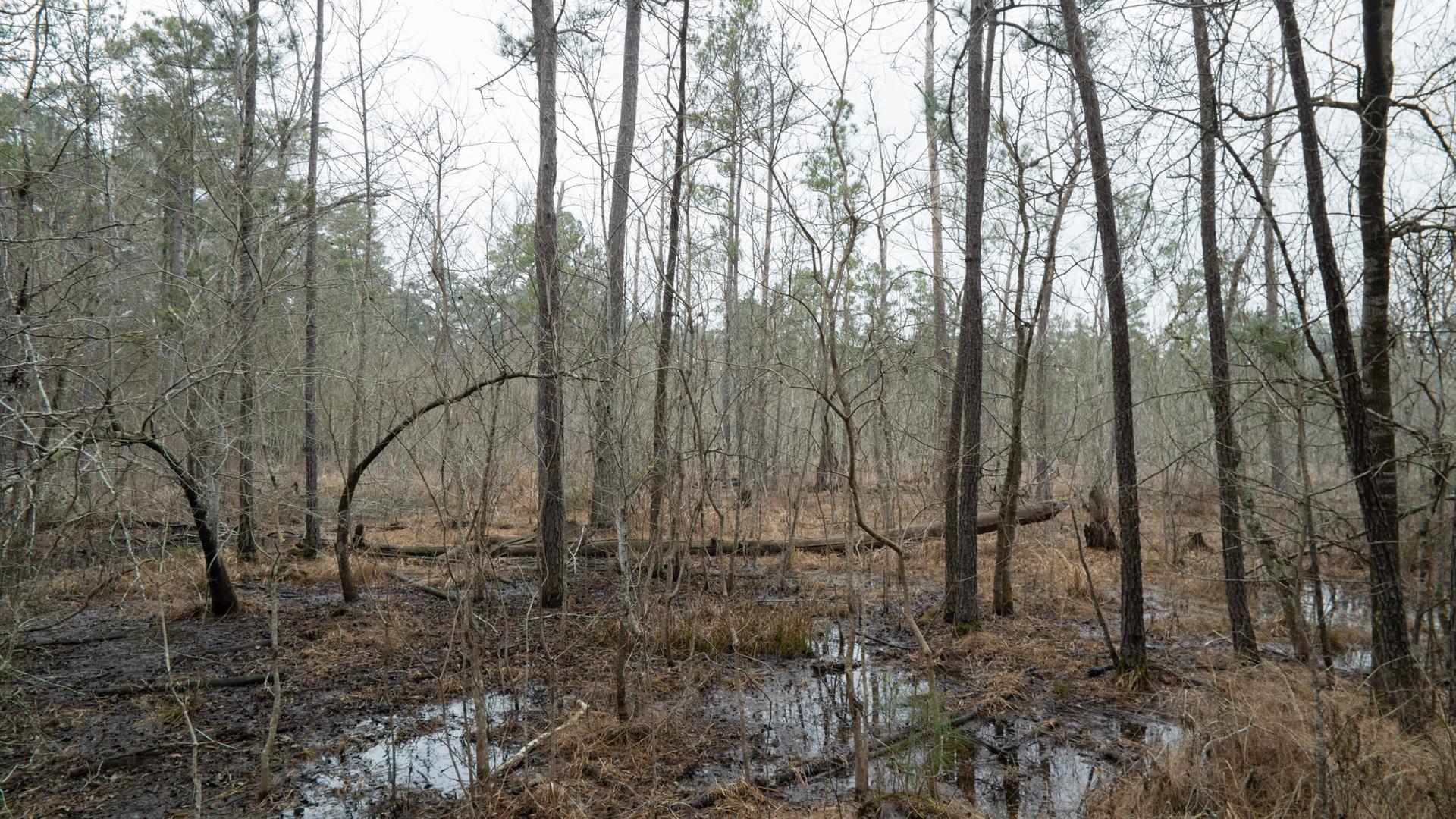 Overcast view of a dense, bare forest with standing water and brown vegetation.