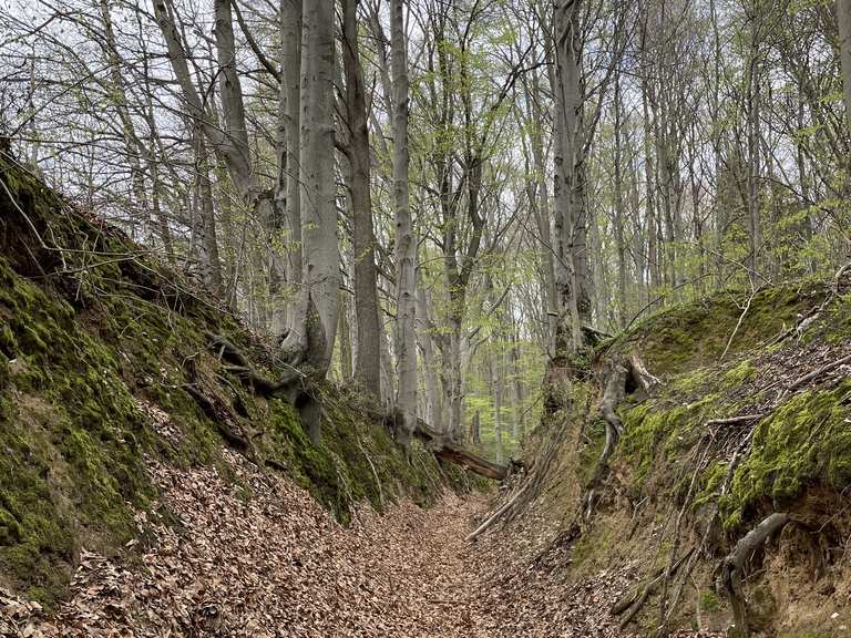 Rezerwat Barania Góra Wanderungen und Rundwege komoot