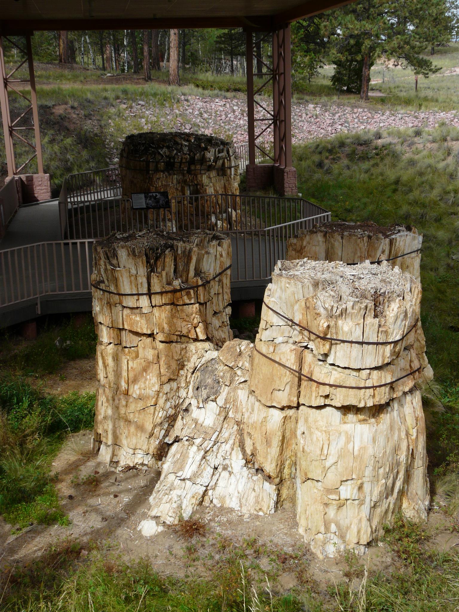 Multiple large petrified tree stumps are displayed under a protective outdoor structure.