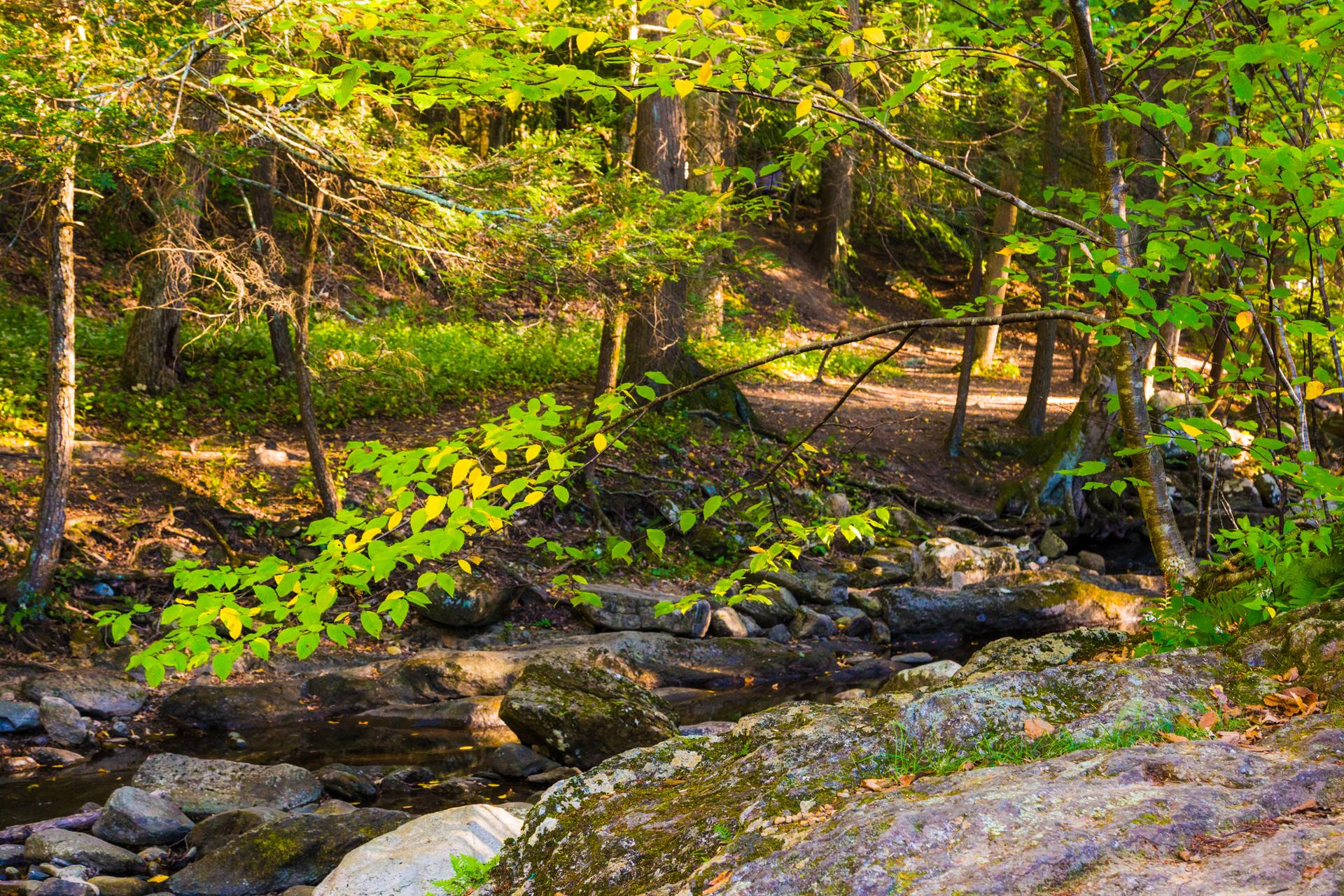 A rocky stream flows through a sunlit, green forest with dappled light.