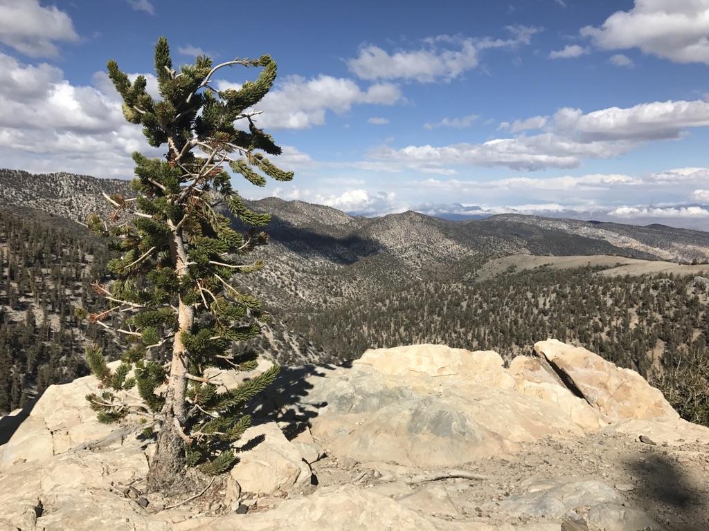Lone pine tree on a rocky cliff overlooking a vast mountain landscape.