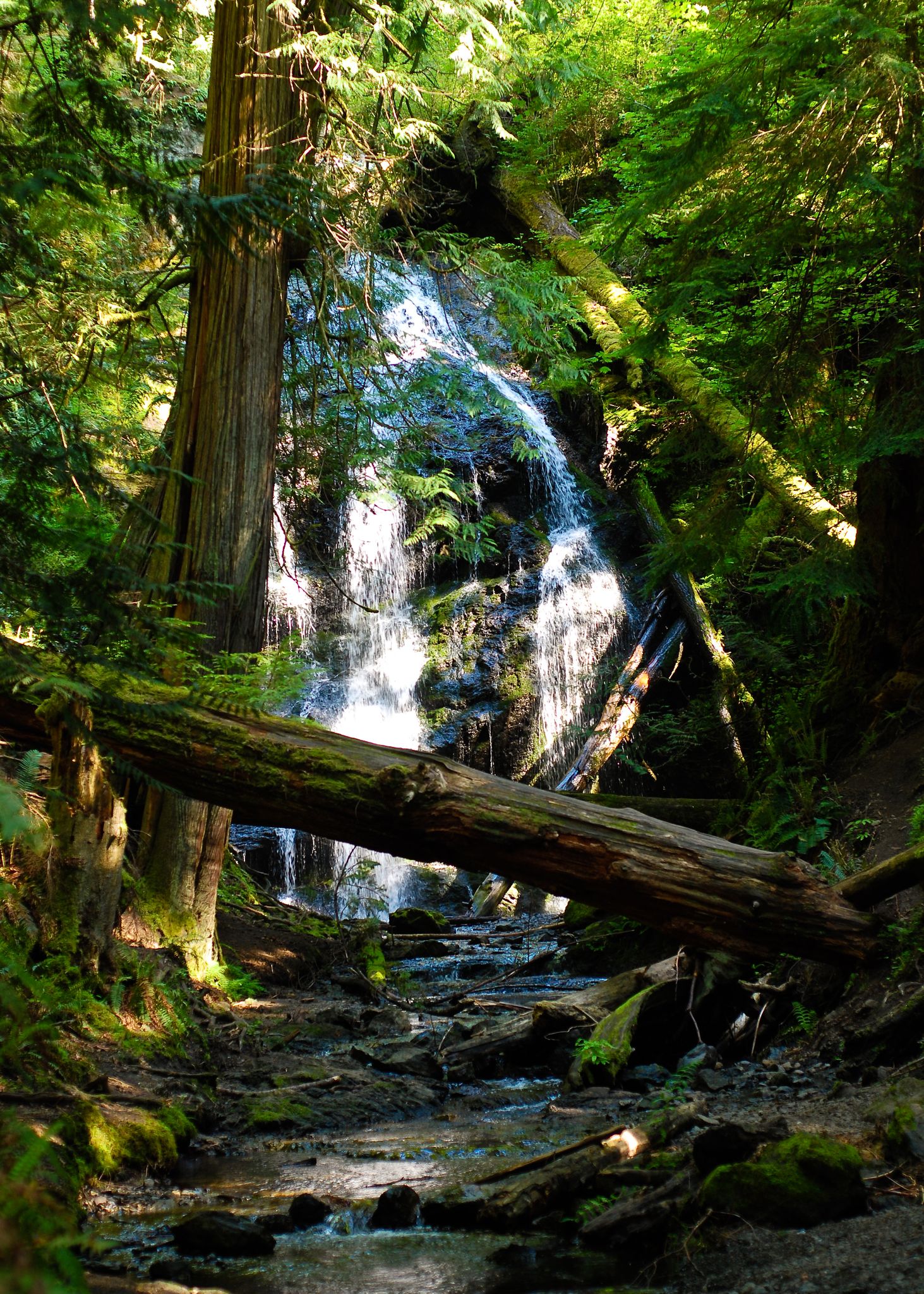 Lush forest waterfall cascading over rocks, with fallen mossy logs. - Cascade Falls loop from Moran State Park