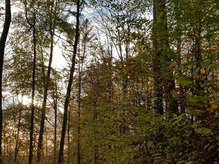 Andachtsplatz Friedwald Elisenruhe (Heiligenberg): Wanderungen und Rundwege | komoot