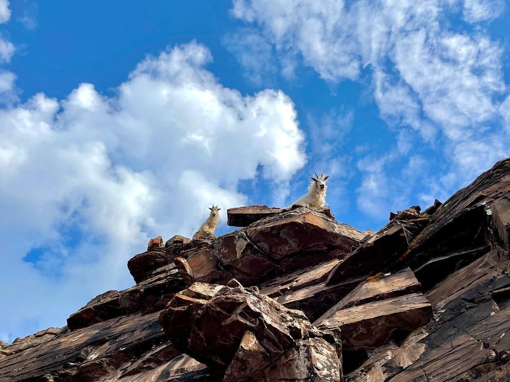 Two white mountain goats perched on dark rocks under a cloudy blue sky.