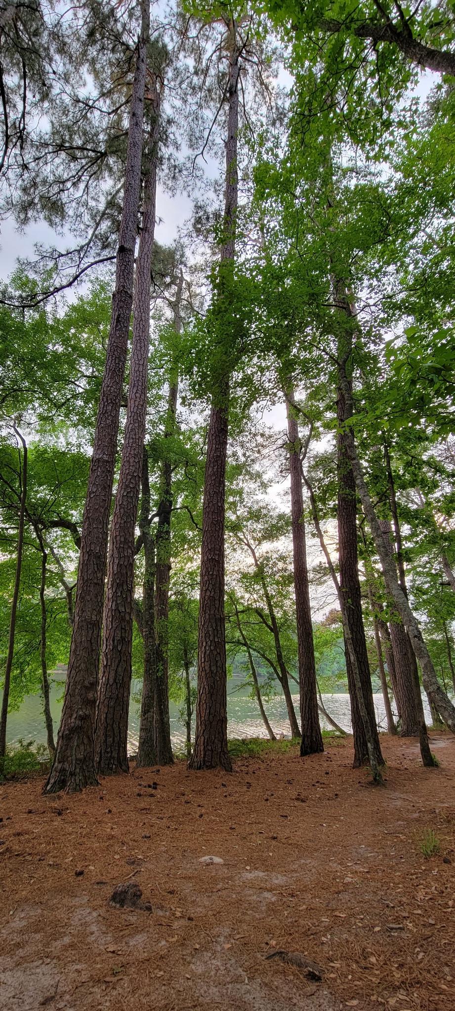 Tall pine trees with green foliage stand beside a calm body of water.