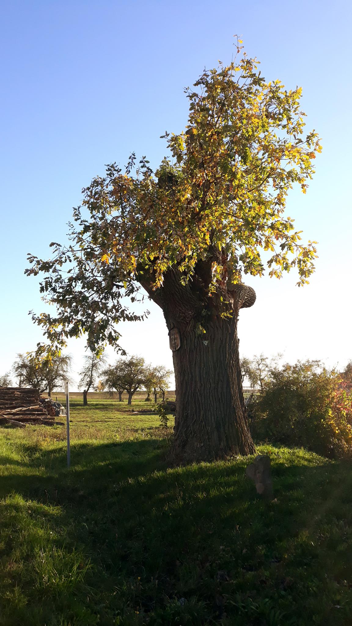 Bismarck Eiche - Ippesheim