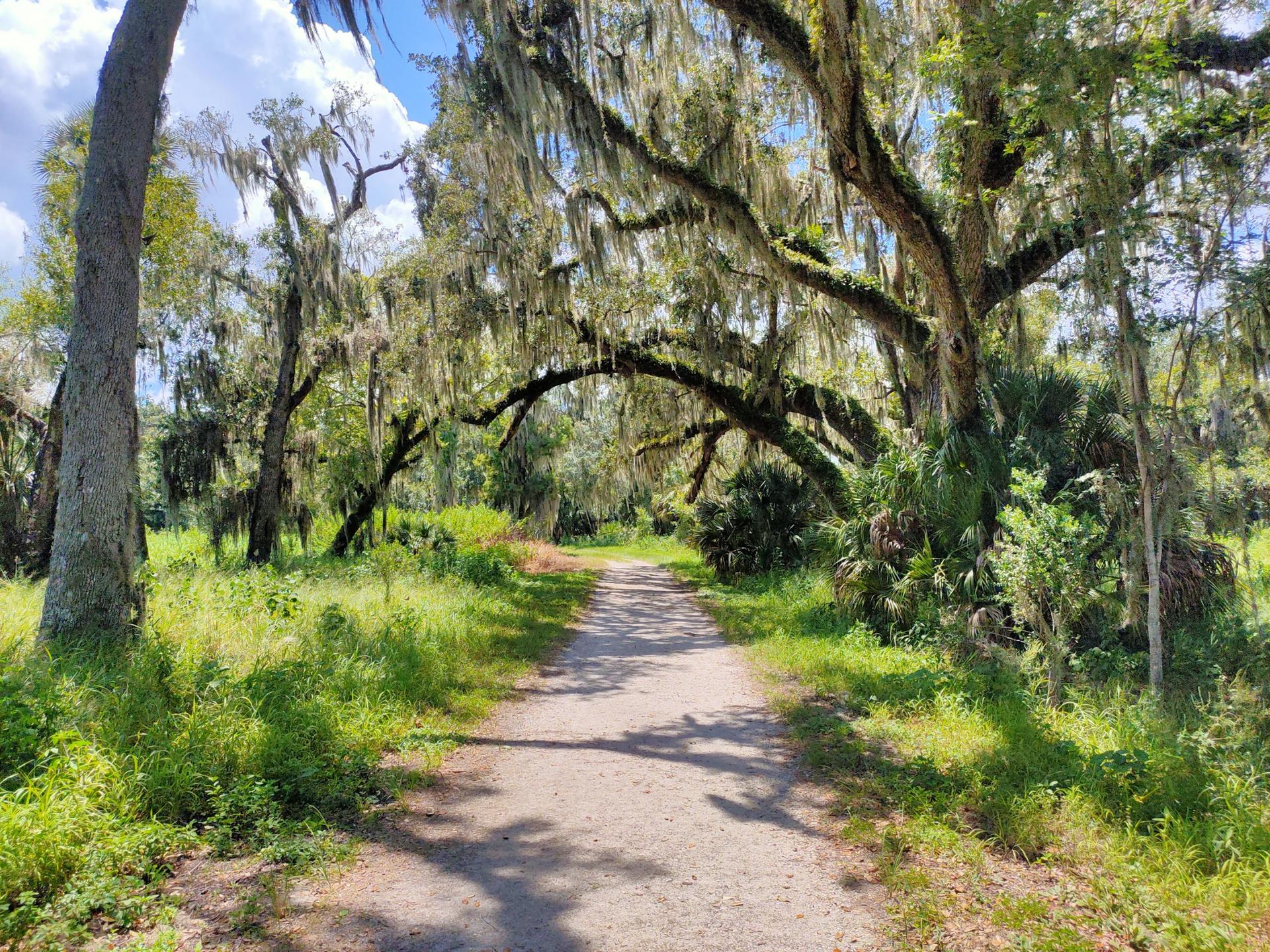 A sunlit dirt path winds through a forest with moss-draped trees.