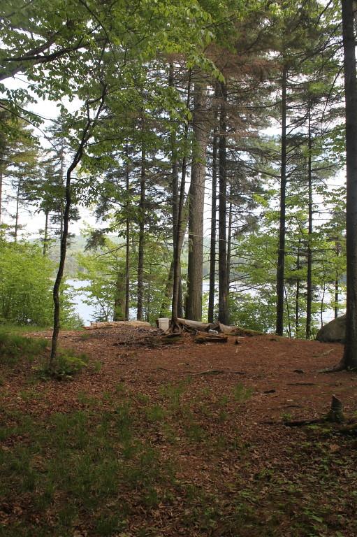 Forest clearing with tall trees, leafy ground, and a glimpse of water under diffused light.