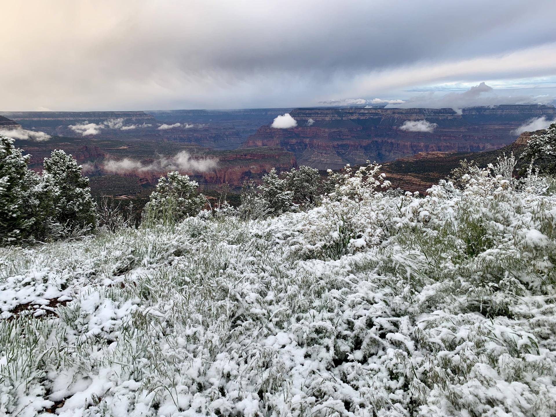 Snow-covered bushes and trees overlook a vast, cloudy canyon landscape.