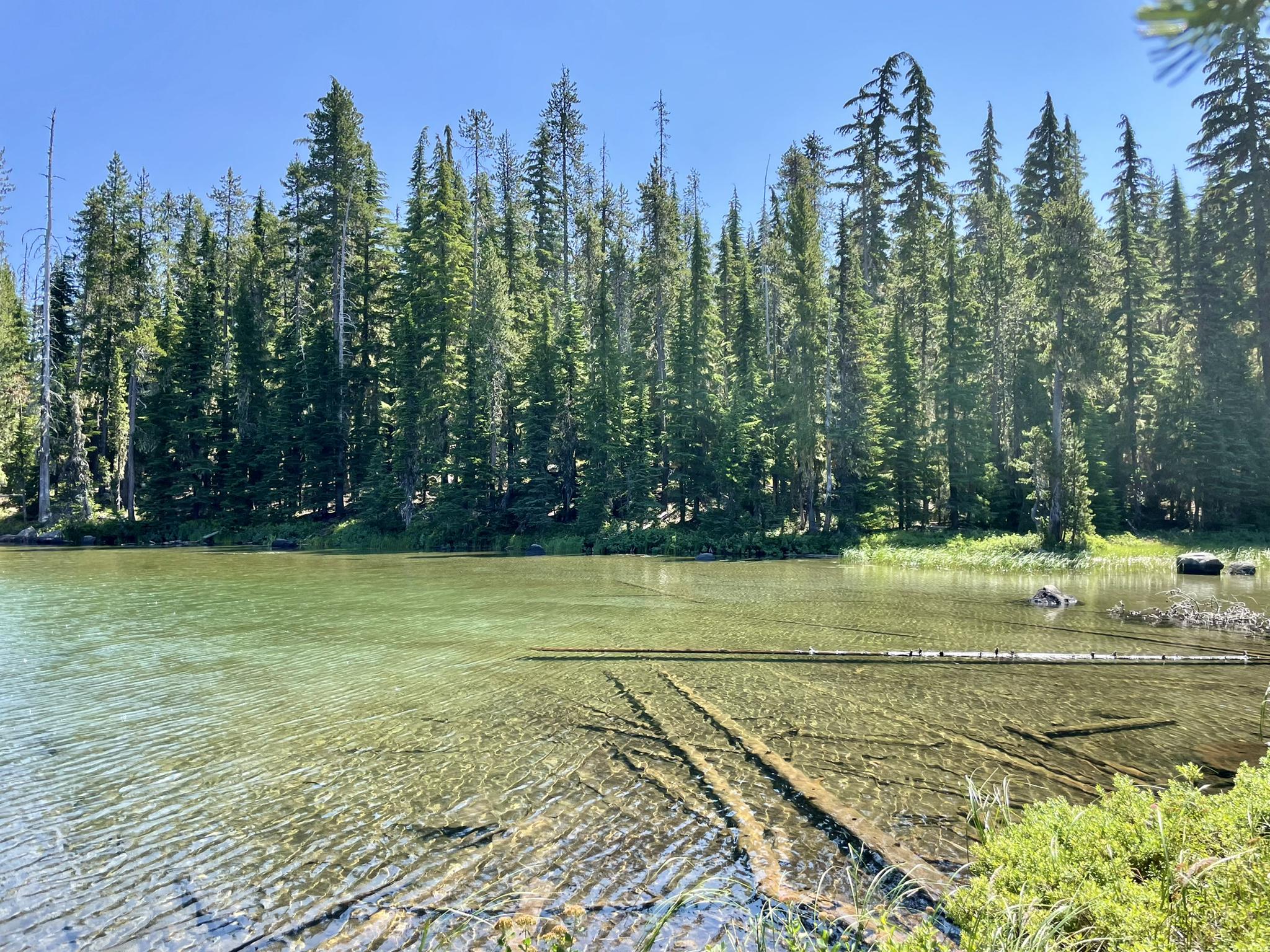 Clear lake with submerged logs, surrounded by a dense pine forest.