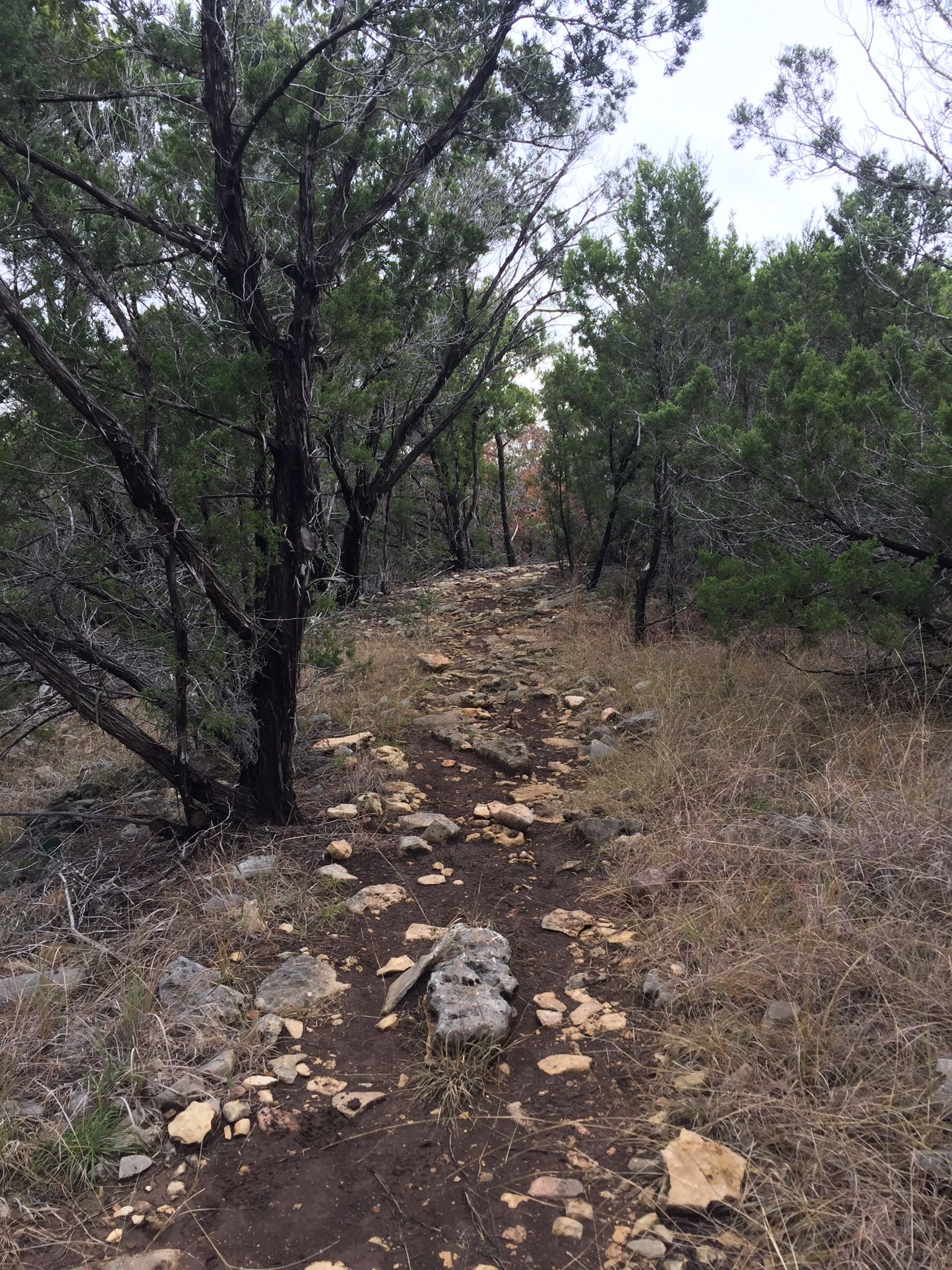 Uphill rocky dirt path through a dense, dry forest under overcast light. - Horse Trail South 4 & Jones Springs Trail loop