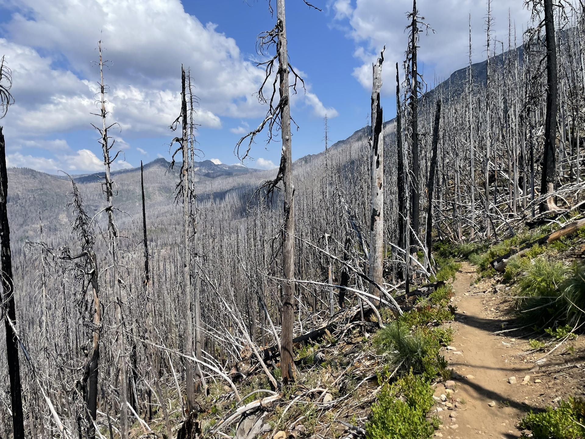 Dirt path winding through a forest of tall, dead trees on a sunny day.