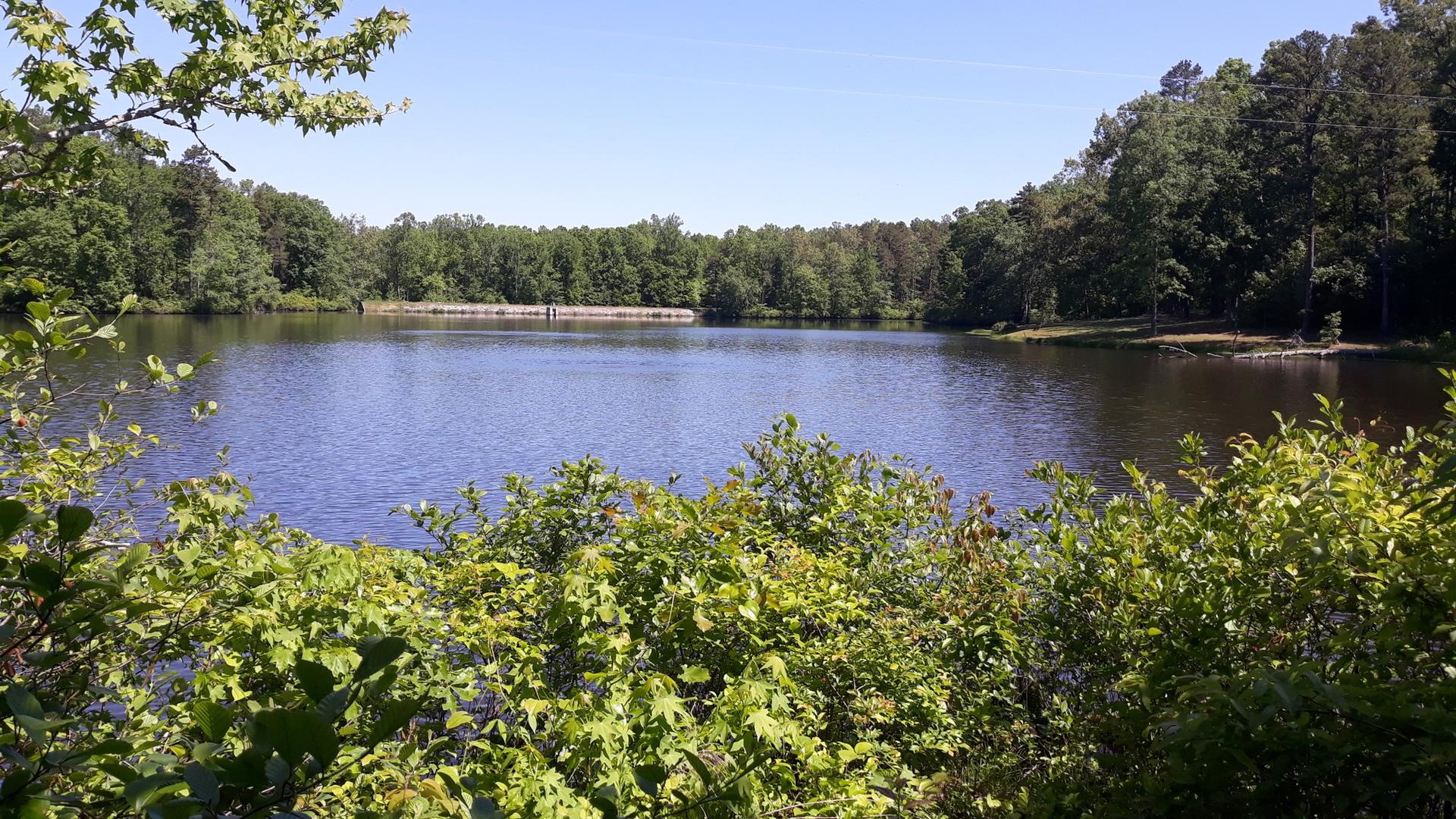 A serene lake surrounded by vibrant green trees and bushes on a sunny day.