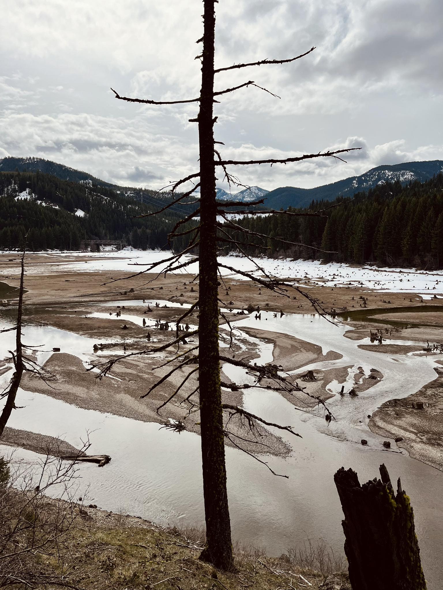 Overcast view of a dry riverbed, dead tree, and distant snowy mountains.