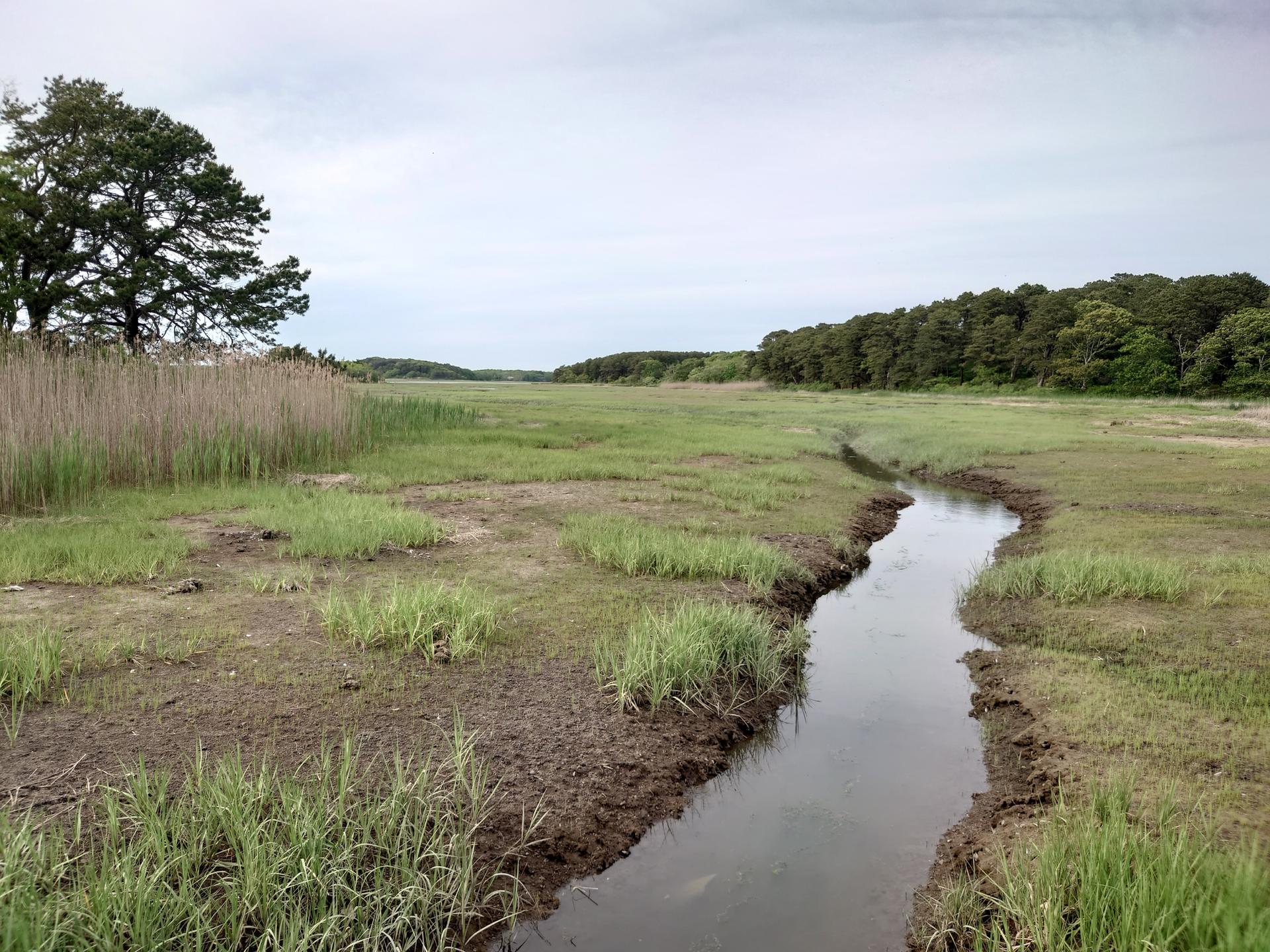 Narrow stream winds through a green marsh under an overcast sky.