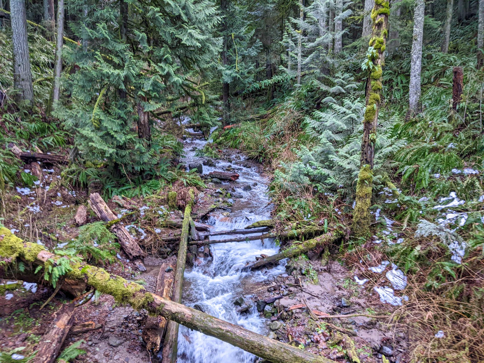 A stream flows through a dense, mossy evergreen forest with fallen logs and snow.