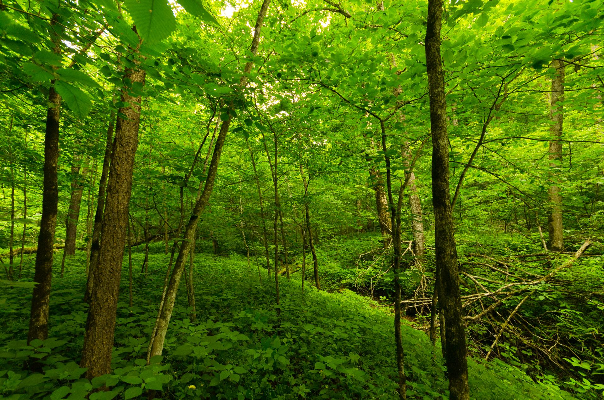 Dense forest interior with tall trees and vibrant green undergrowth in dappled light.