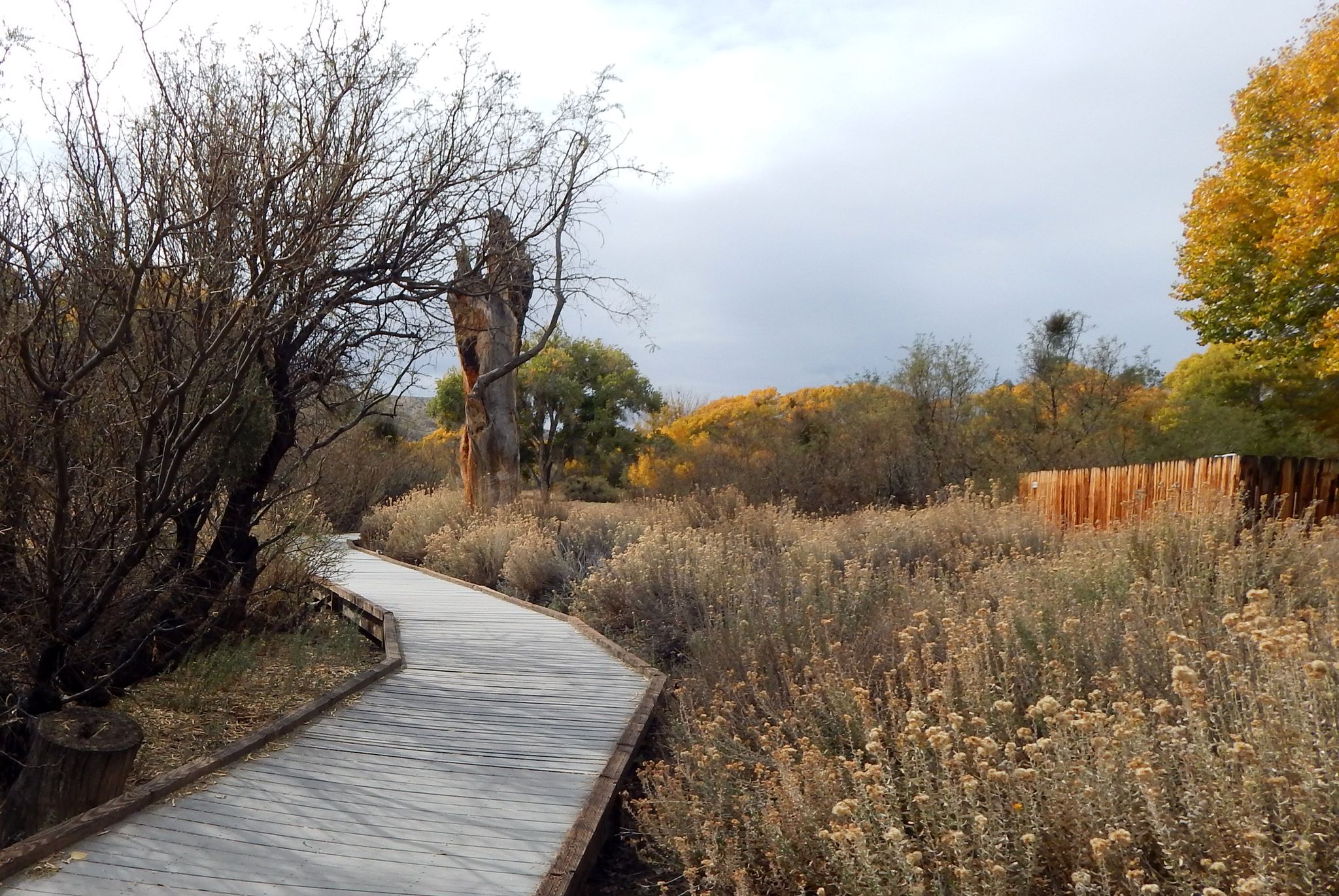 Wooden boardwalk through dry brush and trees under an overcast sky. - Big Morongo Canyon Trail