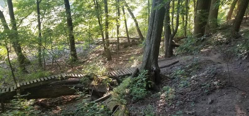 A wooden bike ramp crosses a fallen log in a sun-dappled forest.