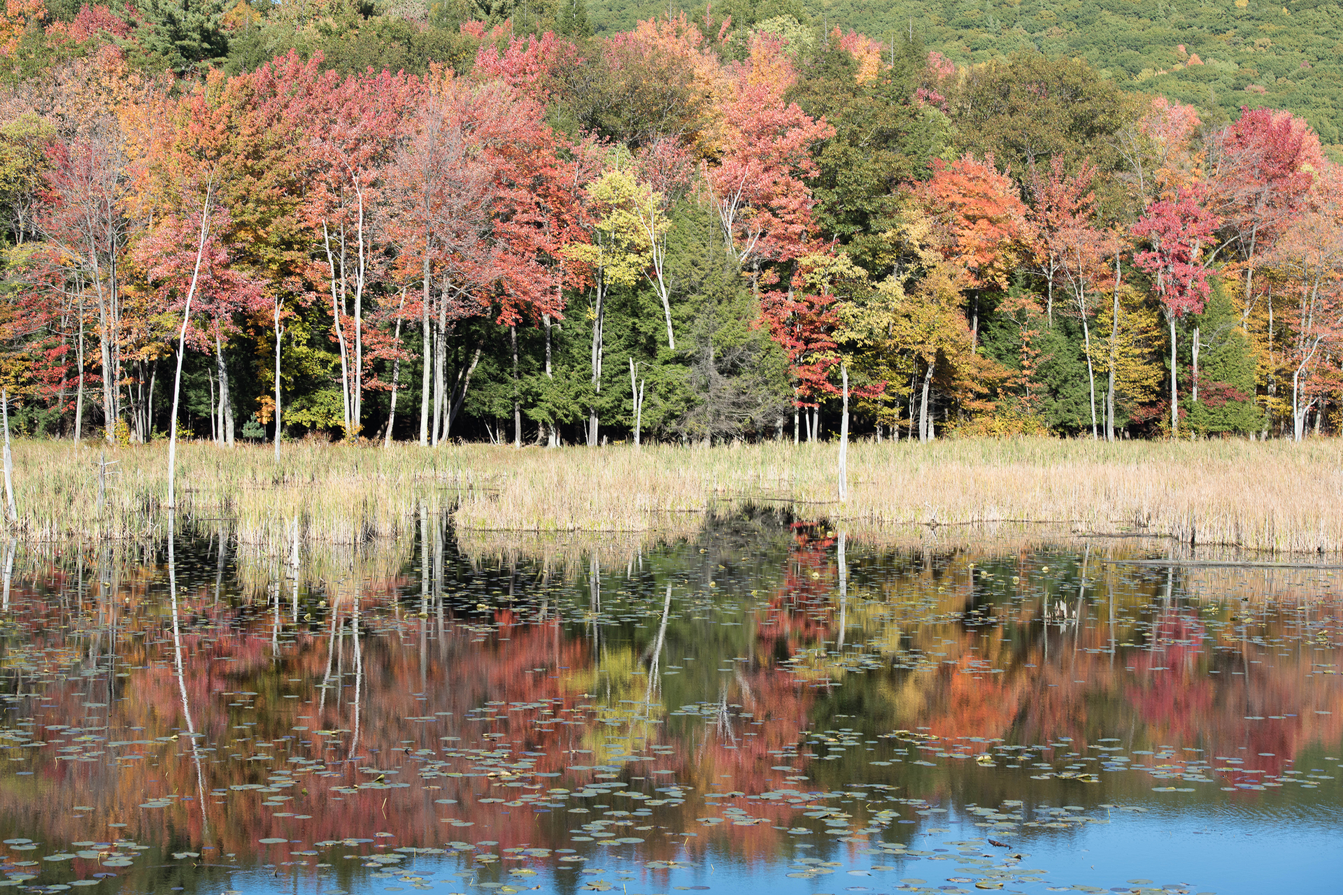 Colorful autumn trees reflected in a calm pond with reeds under bright sun.