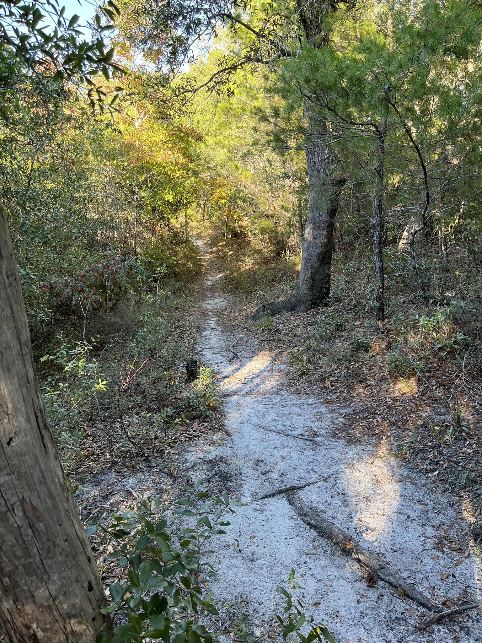 A narrow sandy path winds through a sun-dappled forest.