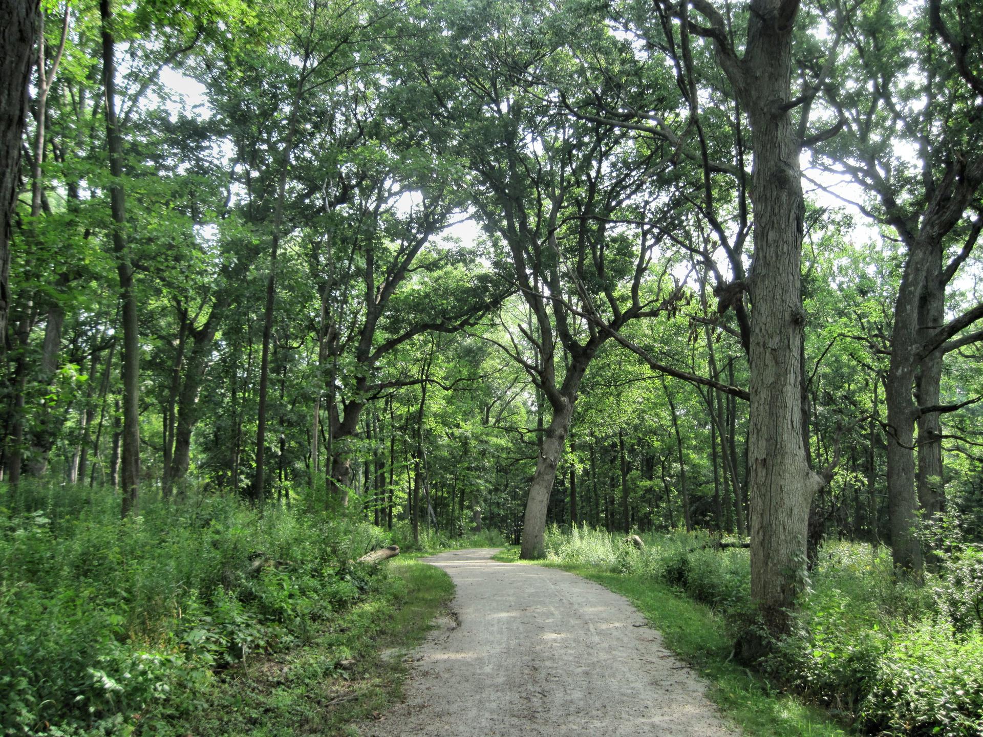 A dirt path winds through a dense, sunlit forest with tall green trees.