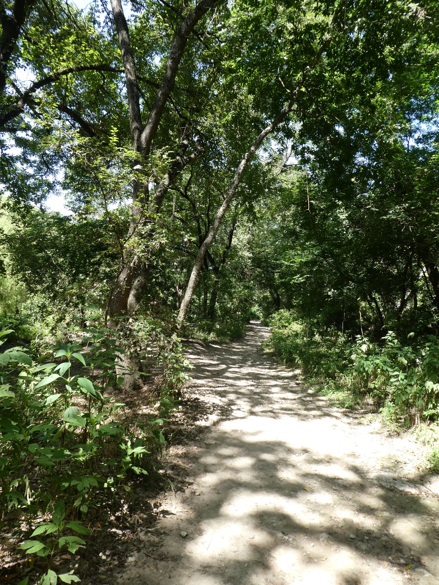 A sun-dappled dirt path winding through a lush, green forest. - Violet Crown Trail: Zilker Trailhead to 360 Trailhead