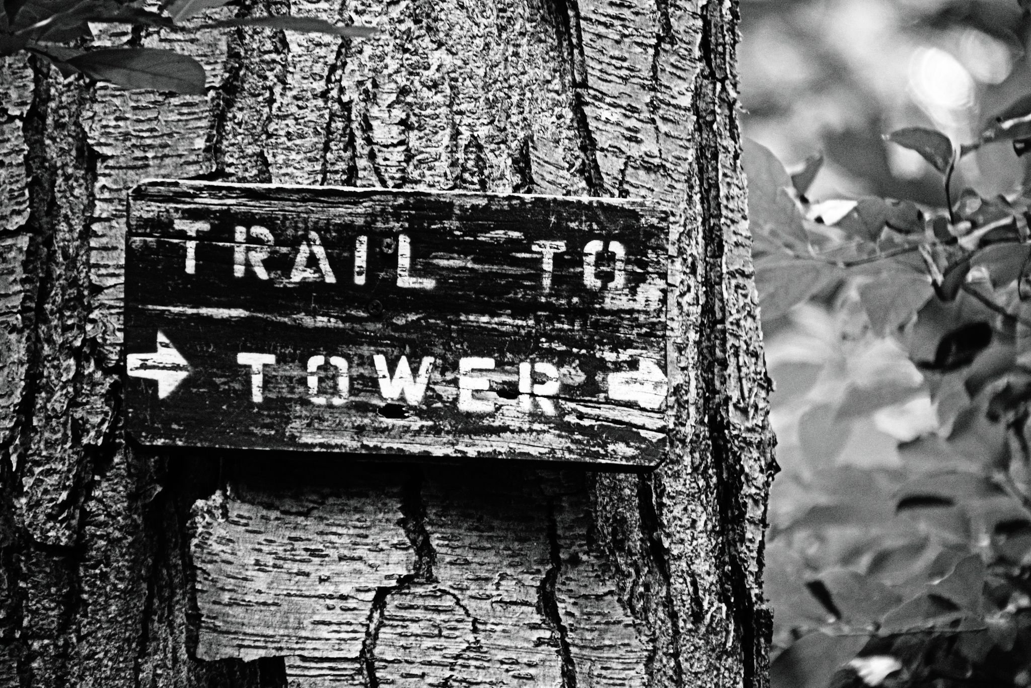 A black and white photo of a wooden "TRAIL TO TOWER" sign on a tree. - Governor Dick Firetower via Horseshoe Trail Loop