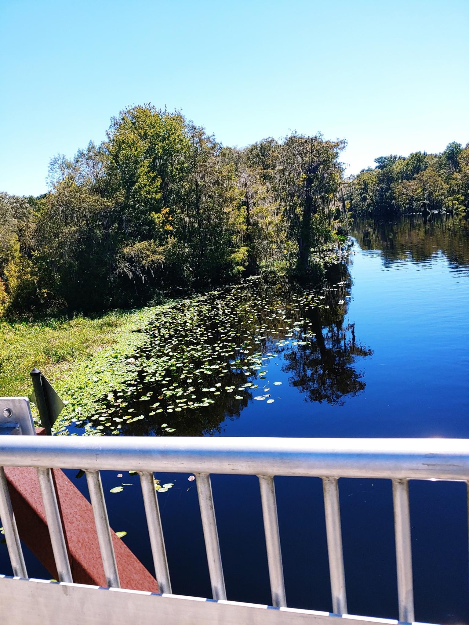 Bright river view from a bridge, with green trees and water lilies.