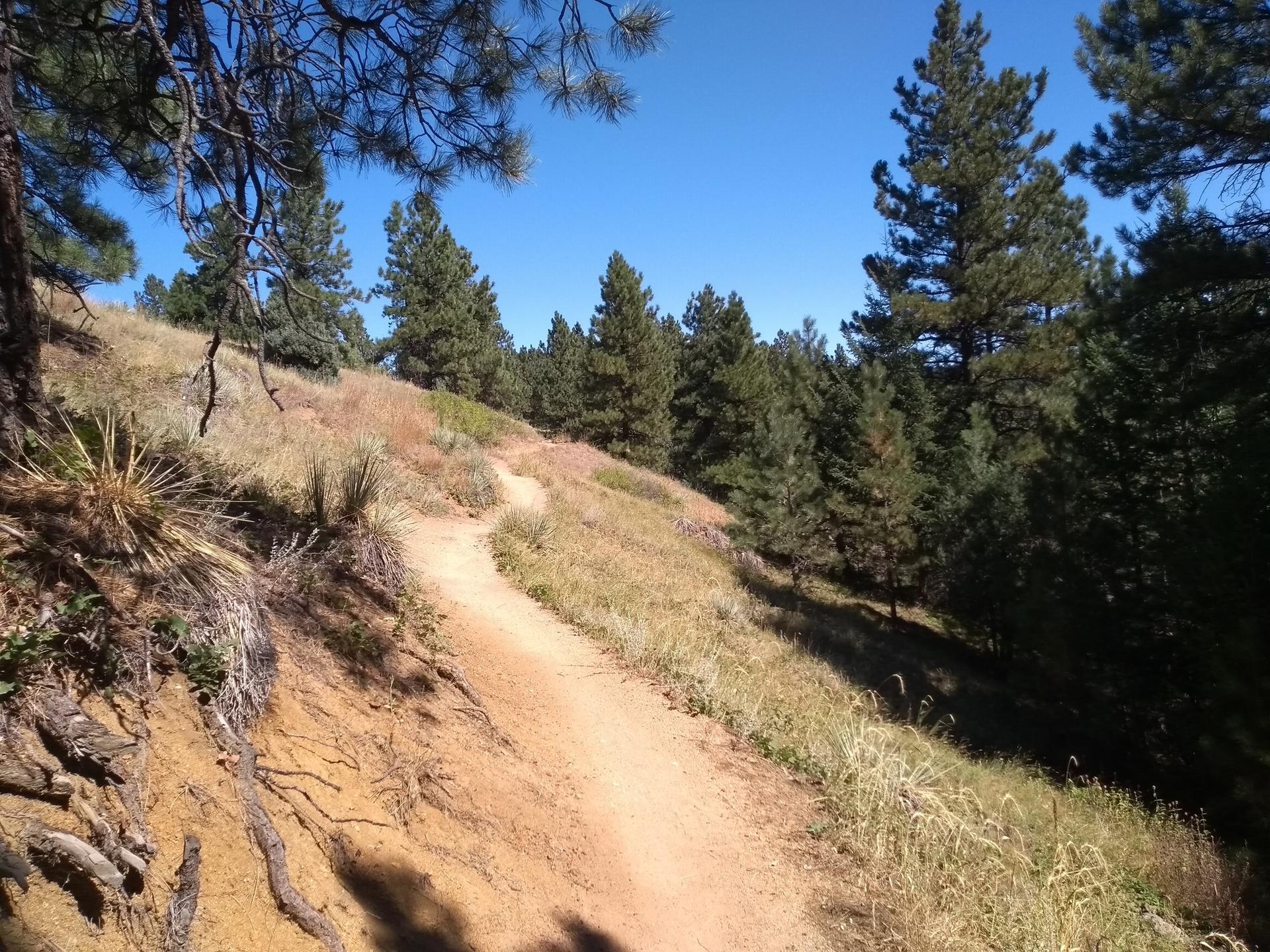 A winding dirt trail ascends a sunny, pine-covered hillside under a blue sky.