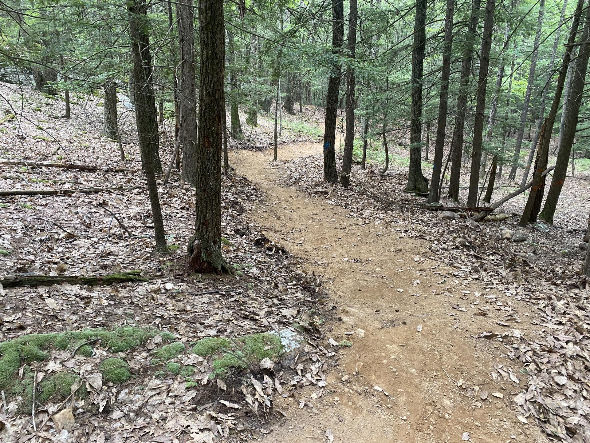 A winding dirt path through a dense, green forest.