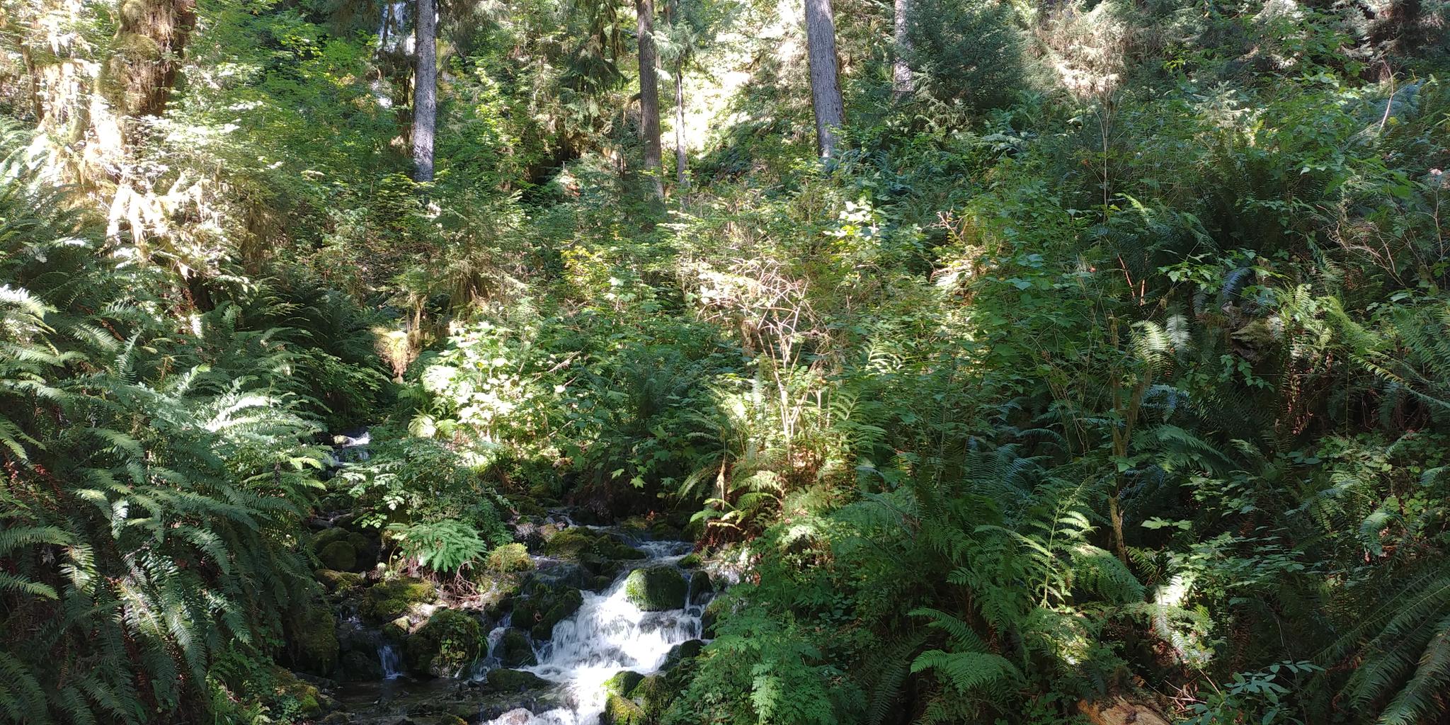 Lush green forest with a small, rocky stream flowing through.