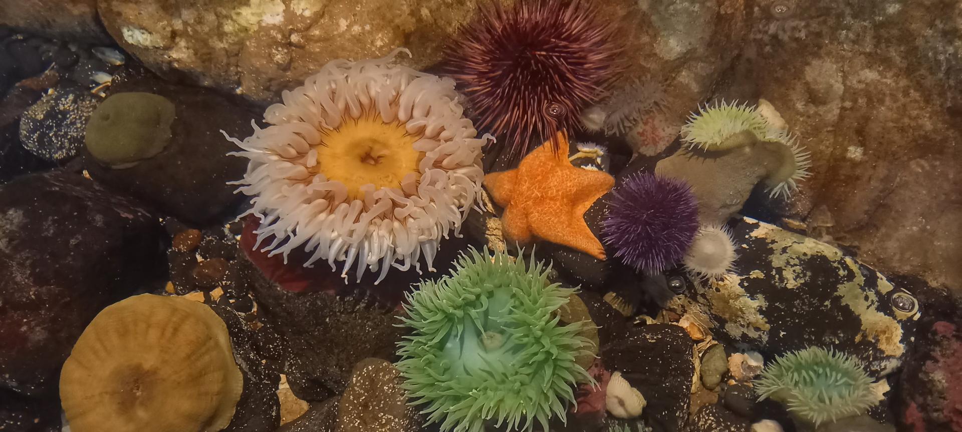 Vibrant sea anemones, urchins, and starfish in a rocky tide pool.