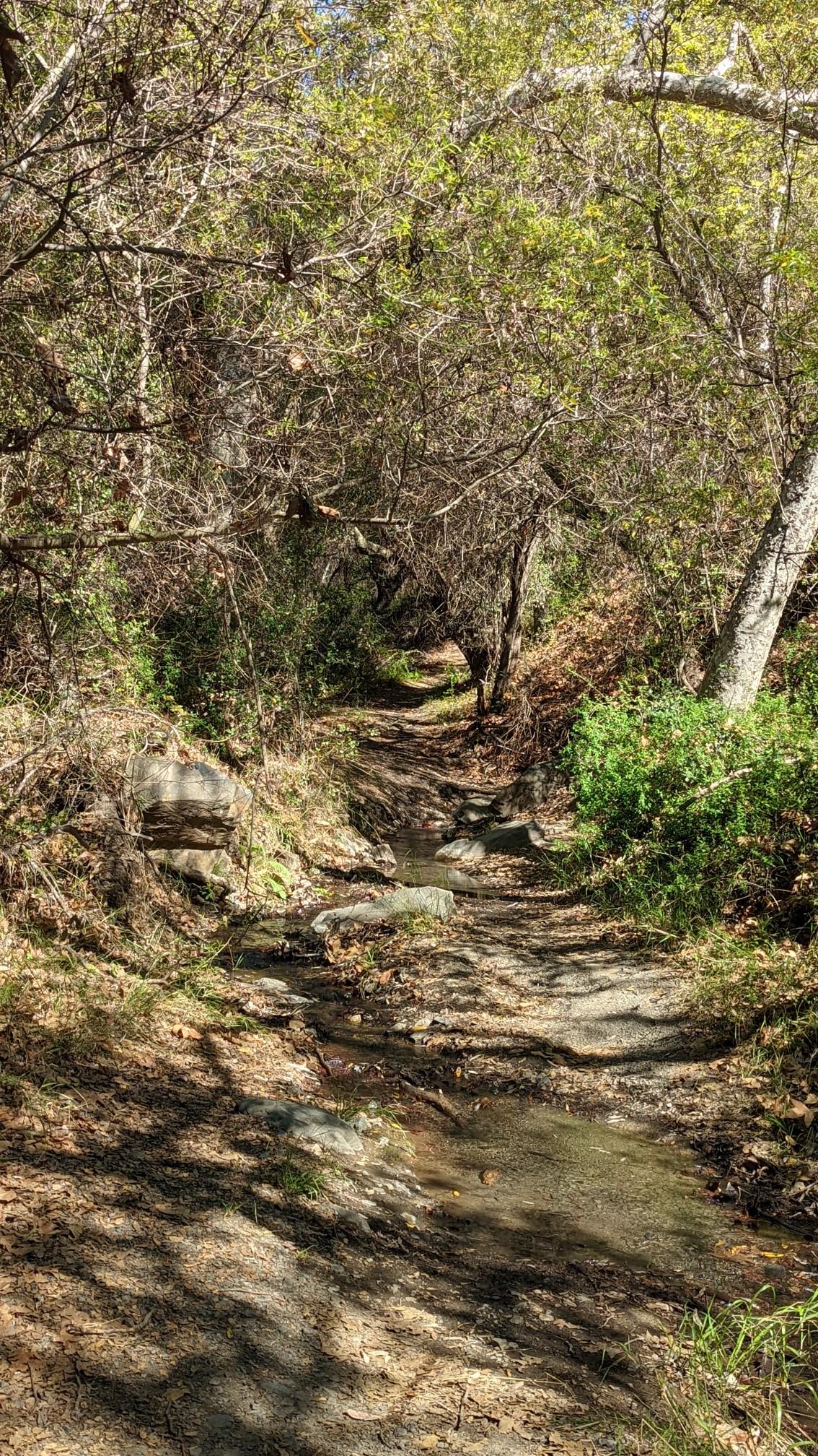 Shaded, rocky stream bed winding through dense forest with dappled sunlight.