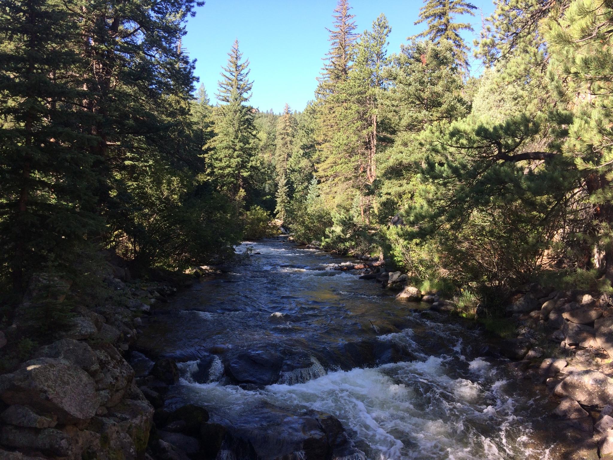 A river with small rapids flows through a dense pine forest on a sunny day.