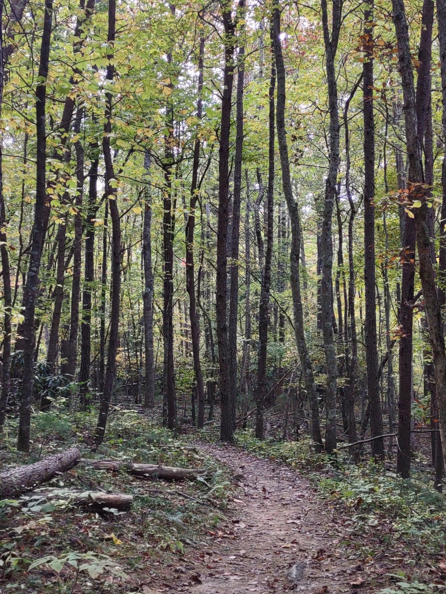 A dirt path winds through a dense forest with tall trees and green-yellow leaves.