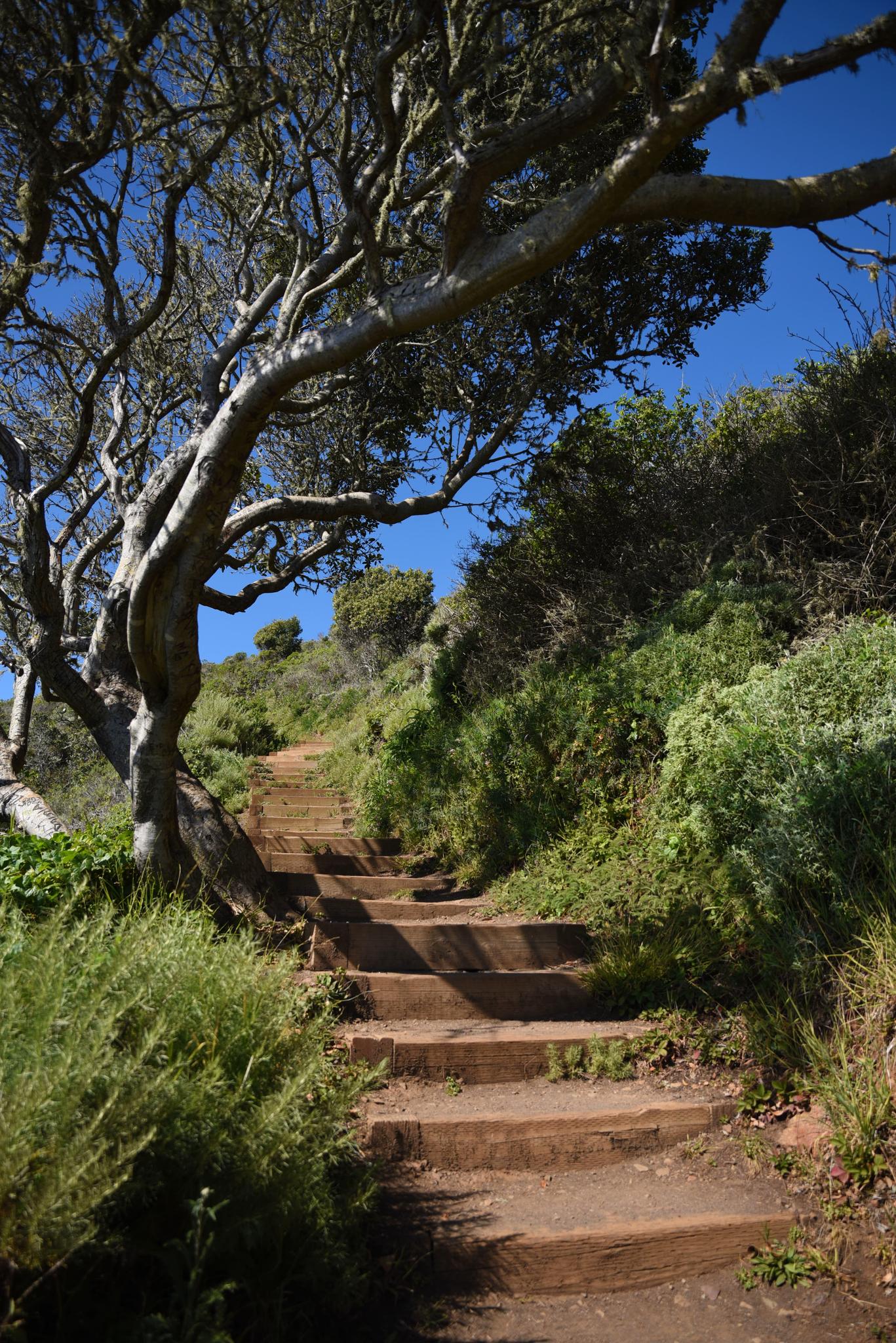 Wooden steps ascend uphill under a gnarled tree on a sunny day.