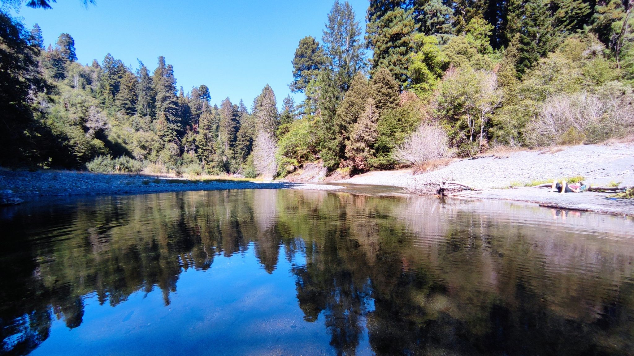 Calm river reflecting a sunny forest with tall trees and clear sky. - Tall Trees Grove Loop Trail