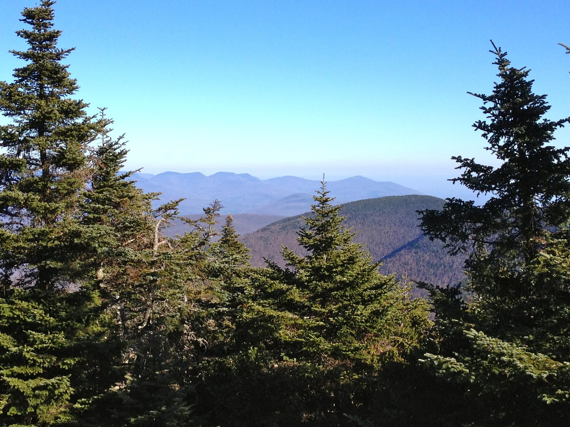 Clear mountain vista framed by tall evergreen trees under a bright blue sky.