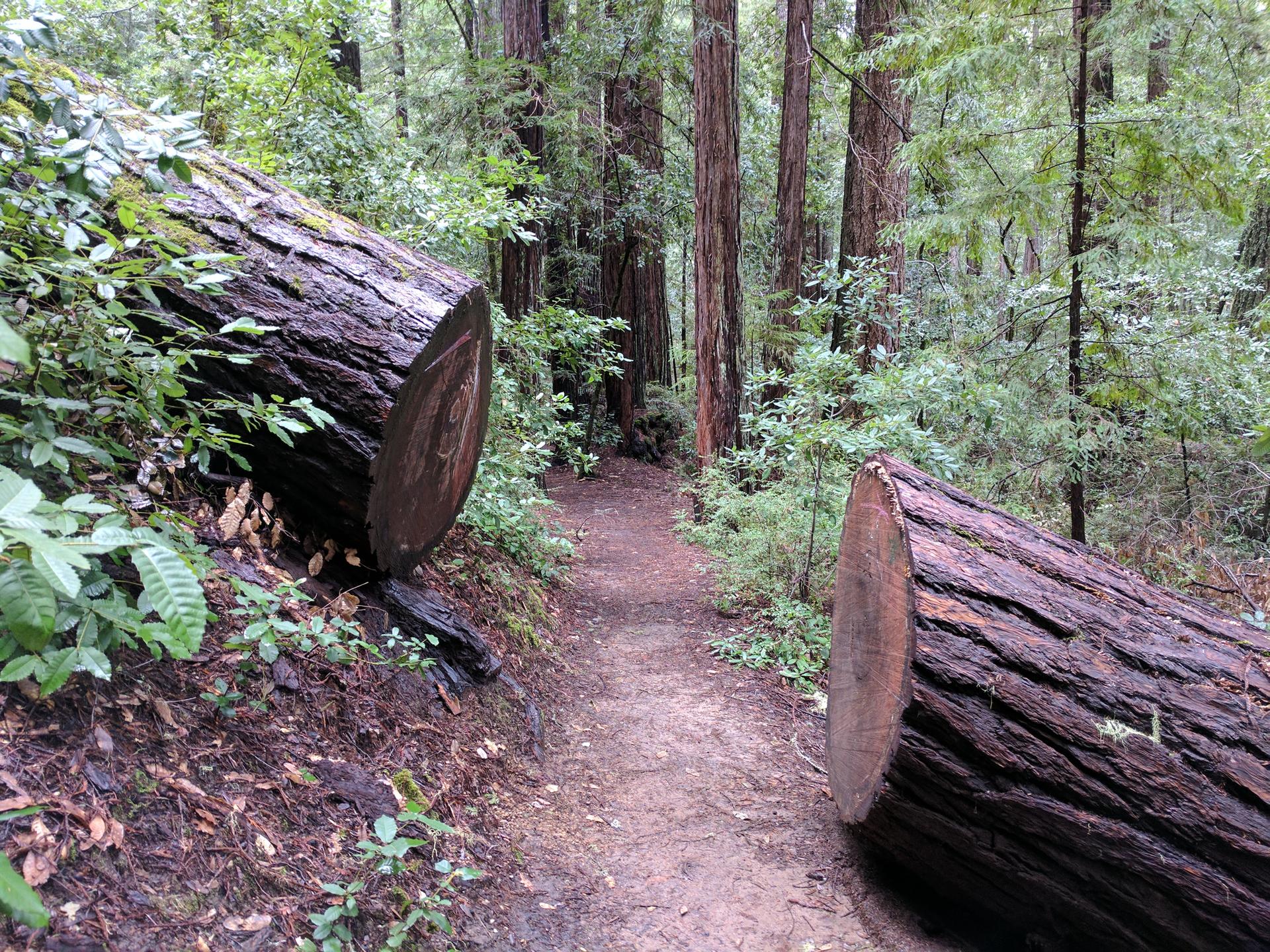 A dirt path winds between two large cut logs in a dense green forest.